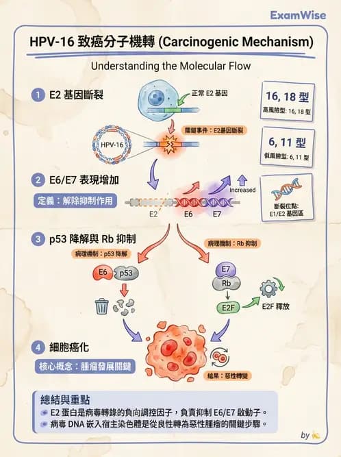 醫檢師 - 人類乳突病毒 - AI 圖文解析預覽