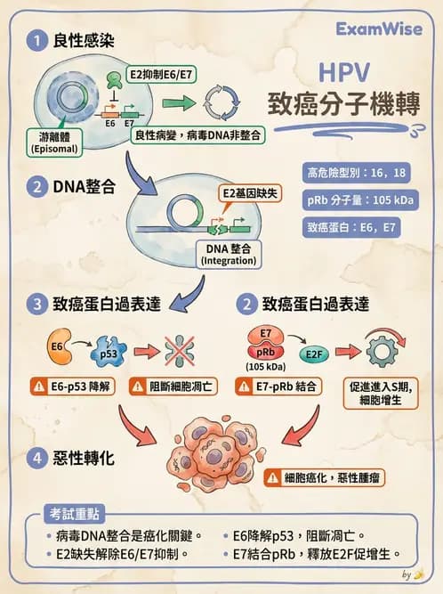 醫檢師 - 人類乳突病毒 - AI 圖文解析預覽