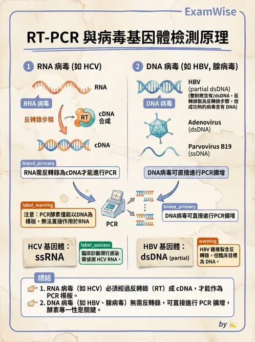 醫檢師 - 病毒檢驗技術 - AI 圖文解析預覽