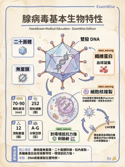 醫檢師 - 腺病毒與痘病毒 - AI 圖文解析預覽