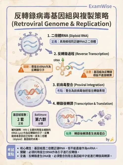 醫檢師 - 反轉錄病毒(HIV/HTLV) - AI 圖文解析預覽