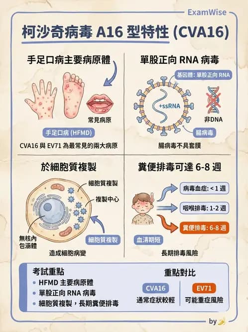 醫檢師 - 小RNA病毒科與腸道病毒 - AI 圖文解析預覽