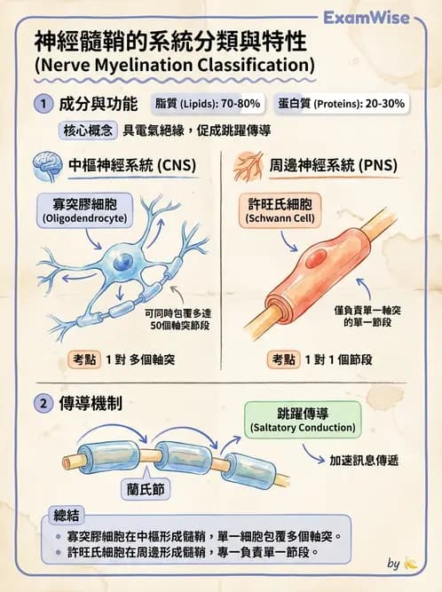 放射 - 大腦皮質與神經細胞 - AI 圖文解析預覽