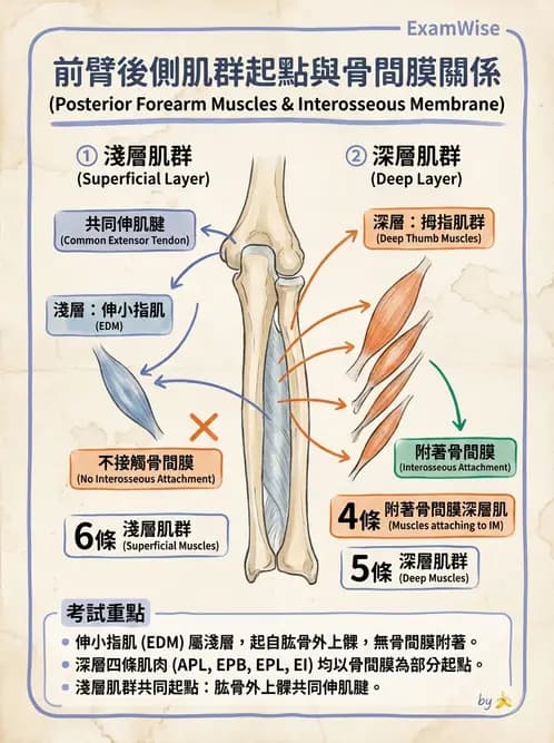 放射 - 上肢肌肉 - AI 圖文解析預覽