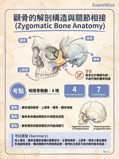 放射 - 骨骼系統 - AI 圖文解析預覽