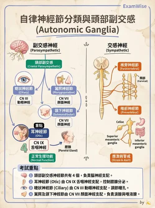 放射 - 自律神經系統 - AI 圖文解析預覽