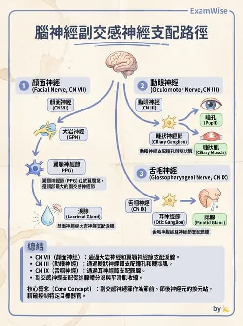 放射 - 腦神經 - AI 圖文解析預覽