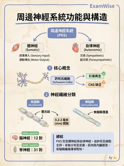 放射 - 脊神經叢與肢體神經 - AI 圖文解析預覽