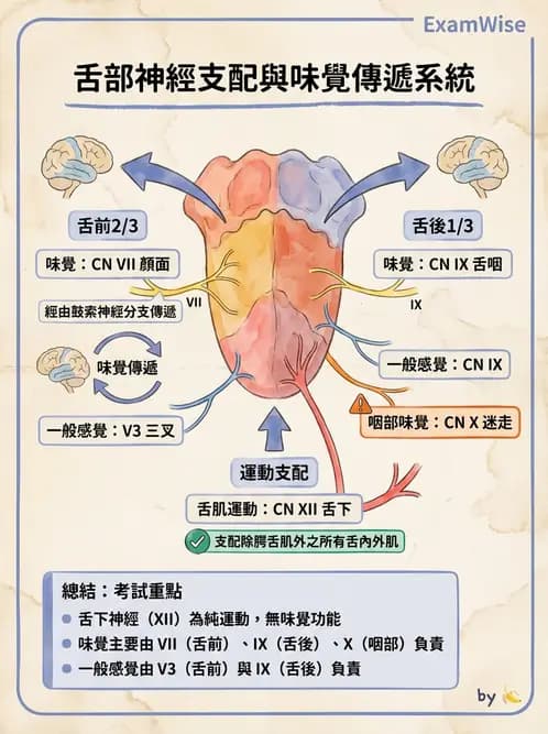 放射 - 腦神經 - AI 圖文解析預覽