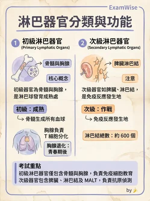 放射 - 淋巴及免疫系統 - AI 圖文解析預覽