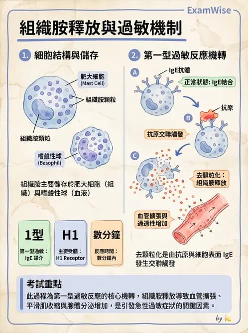 放射 - 淋巴及免疫系統 - AI 圖文解析預覽