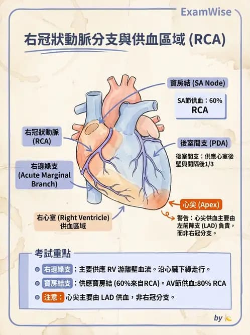放射 - 心臟 - AI 圖文解析預覽