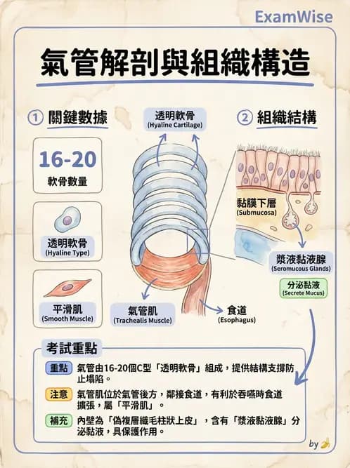 放射 - 呼吸系統 - AI 圖文解析預覽