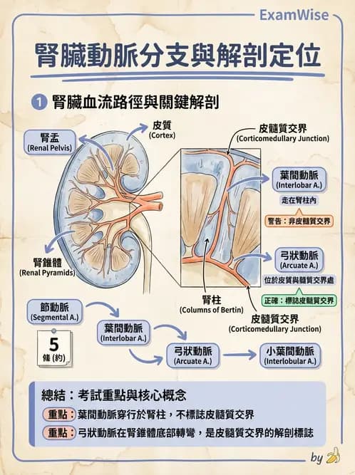 放射 - 泌尿系統 - AI 圖文解析預覽