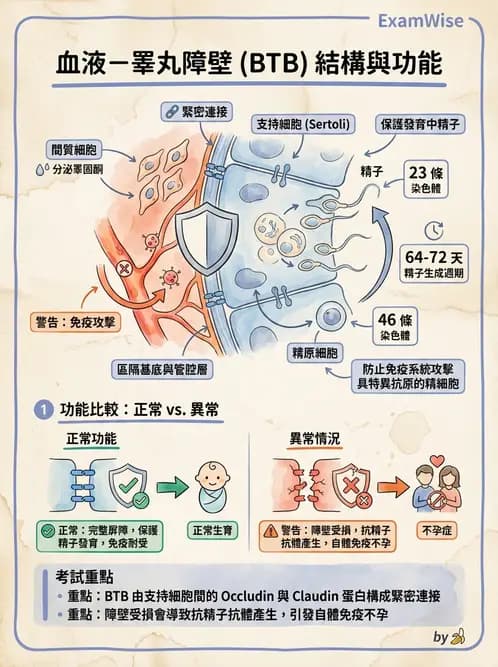 放射 - 生殖系統 - AI 圖文解析預覽