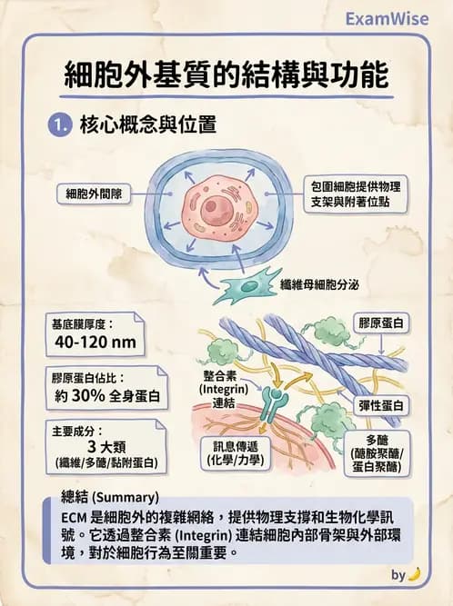 放射 - 細胞生理 - AI 圖文解析預覽