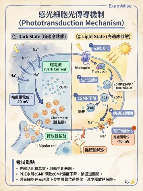 放射 - 神經生理 - AI 圖文解析預覽
