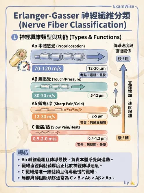 放射 - 神經生理 - AI 圖文解析預覽