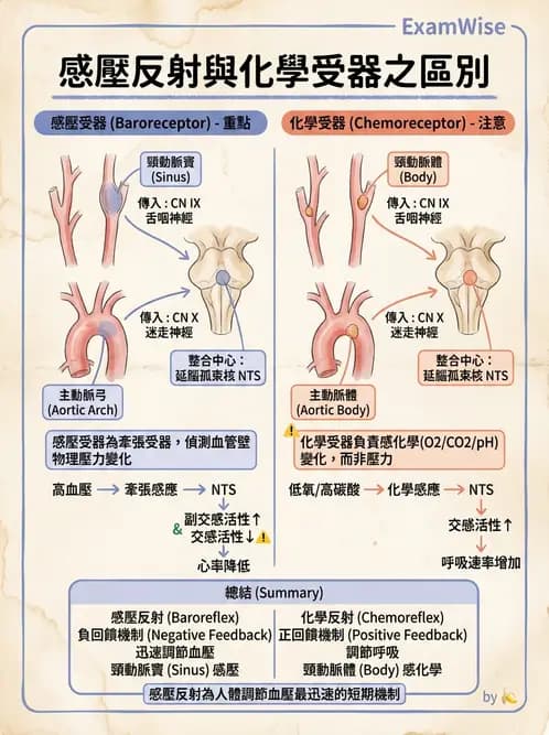 放射 - 心血管生理 - AI 圖文解析預覽