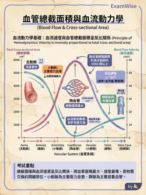 放射 - 心血管生理 - AI 圖文解析預覽