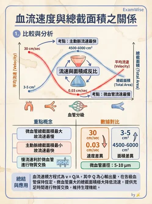 放射 - 心血管生理 - AI 圖文解析預覽