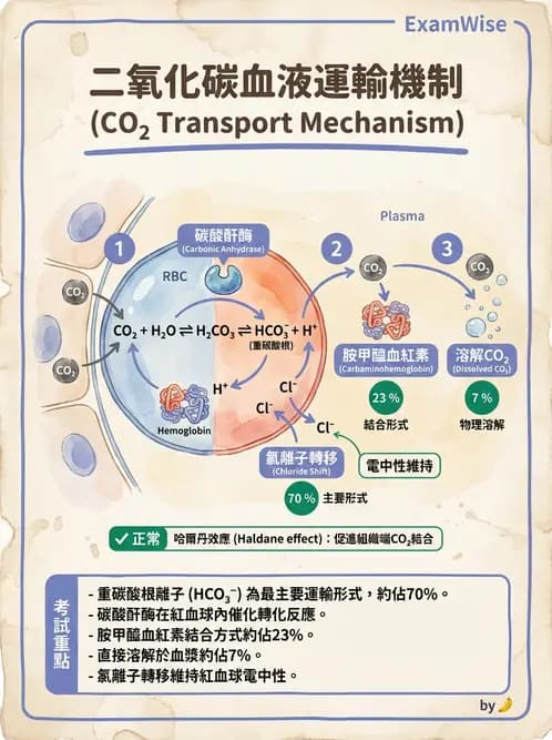 放射 - 呼吸生理 - AI 圖文解析預覽