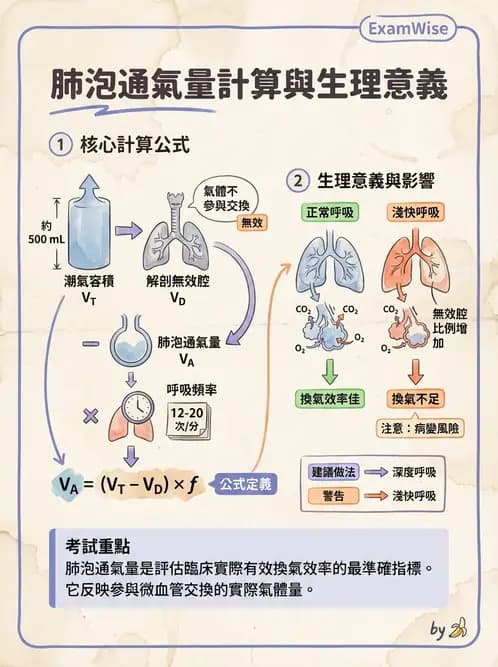 放射 - 呼吸生理 - AI 圖文解析預覽