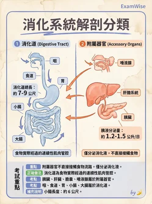 放射 - 胃腸生理 - AI 圖文解析預覽
