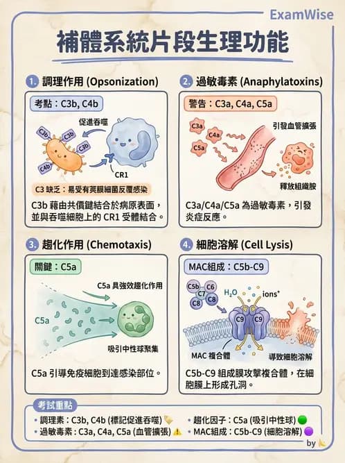 放射 - 血液及免疫生理 - AI 圖文解析預覽