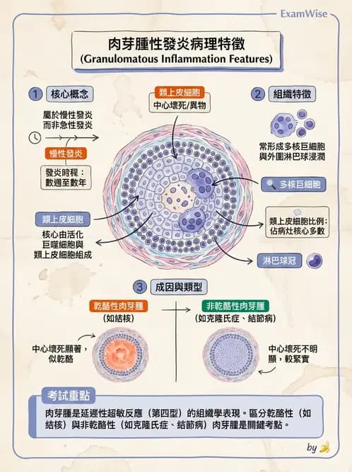 放射 - 感染、修復及其反應 - AI 圖文解析預覽