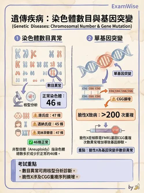 放射 - 遺傳疾病與小兒疾病 - AI 圖文解析預覽