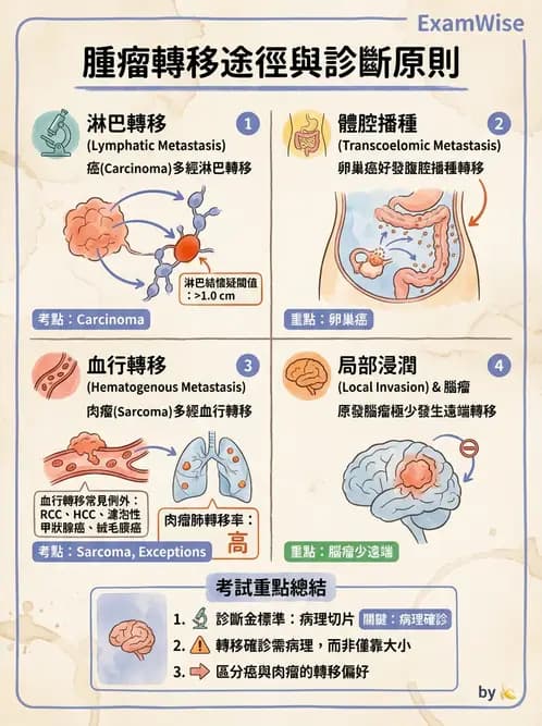 放射 - 惡性腫瘤 - AI 圖文解析預覽