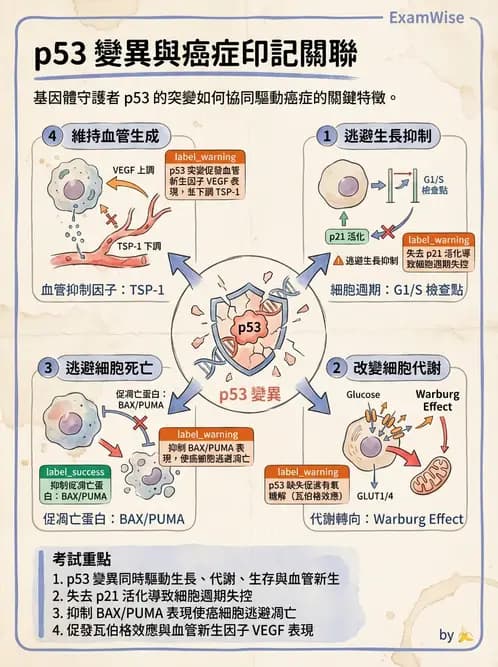 放射 - 惡性腫瘤 - AI 圖文解析預覽