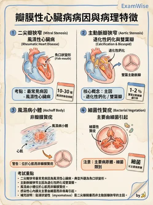 放射 - 心臟及血管疾病 - AI 圖文解析預覽