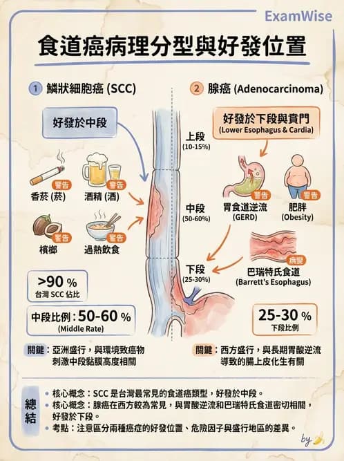 放射 - 口腔及腸胃道疾病 - AI 圖文解析預覽