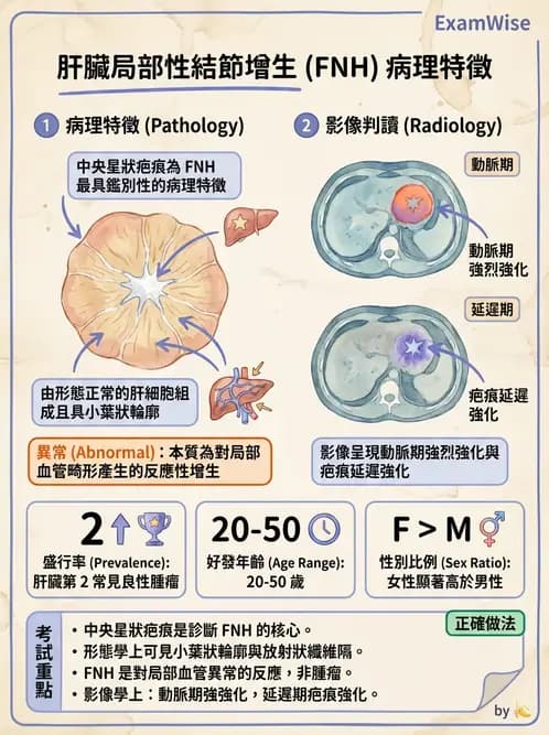放射 - 肝臟、膽道及胰臟疾病 - AI 圖文解析預覽