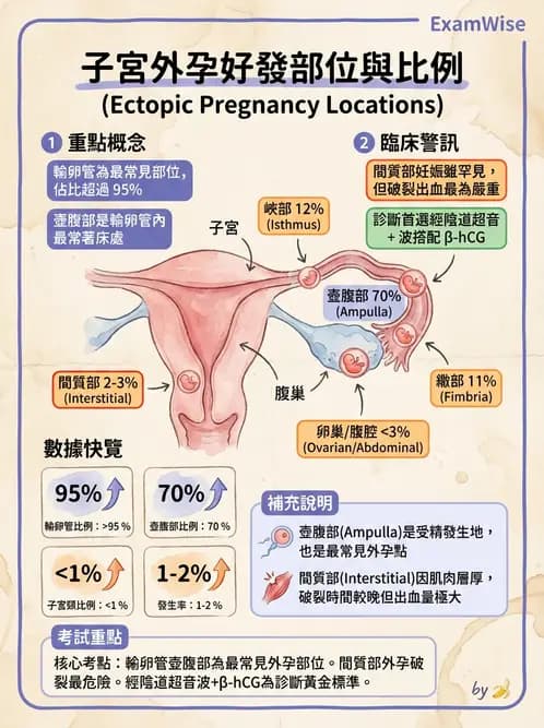 放射 - 生殖系統及乳房疾病 - AI 圖文解析預覽