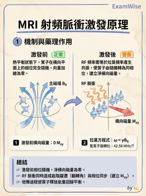 放射 - MRI基本物理與弛緩 - AI 圖文解析預覽