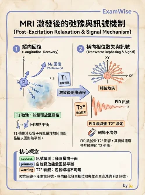 放射 - MRI基本物理與弛緩 - AI 圖文解析預覽