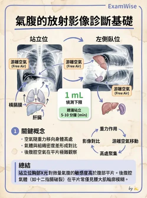 放射 - 軀幹四肢攝影技術 - AI 圖文解析預覽