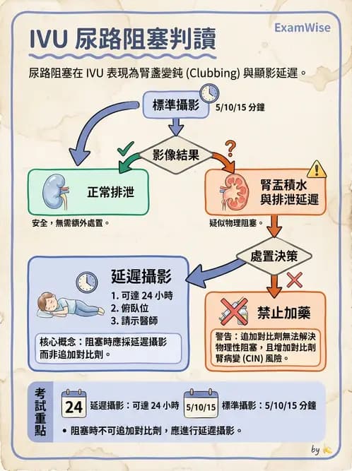 放射 - 泌尿生殖攝影 - AI 圖文解析預覽