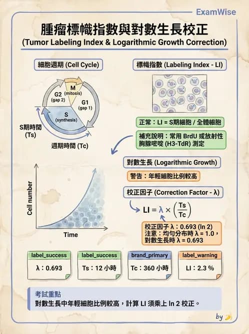 放射 - 細胞與腫瘤動力學 - AI 圖文解析預覽