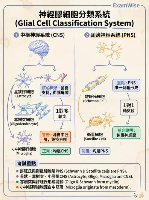 放射 - 大腦皮質與神經細胞 - AI 圖文解析預覽