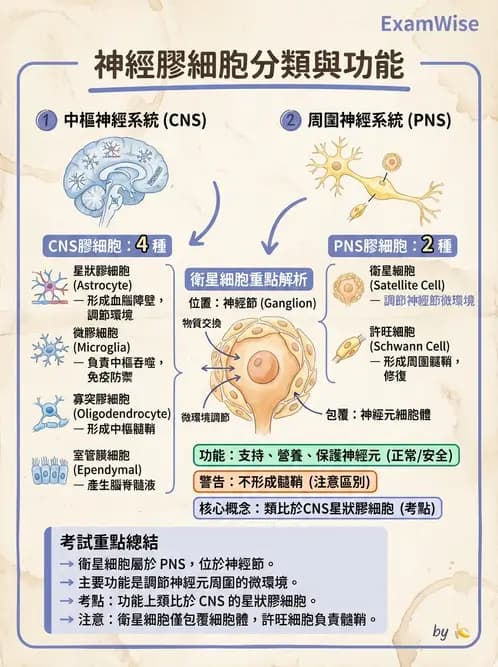 放射 - 大腦皮質與神經細胞 - AI 圖文解析預覽