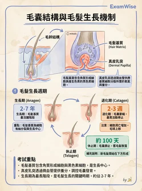 放射 - 細胞、組織與外皮系統 - AI 圖文解析預覽