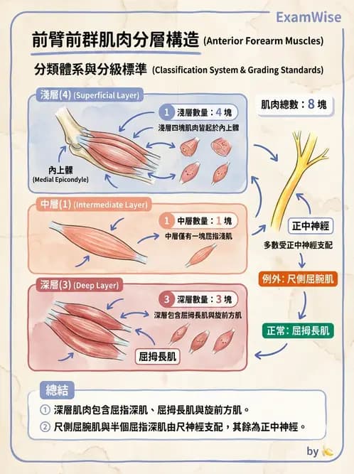 放射 - 上肢肌肉 - AI 圖文解析預覽