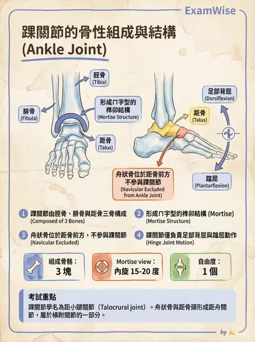 放射 - 骨骼系統 - AI 圖文解析預覽