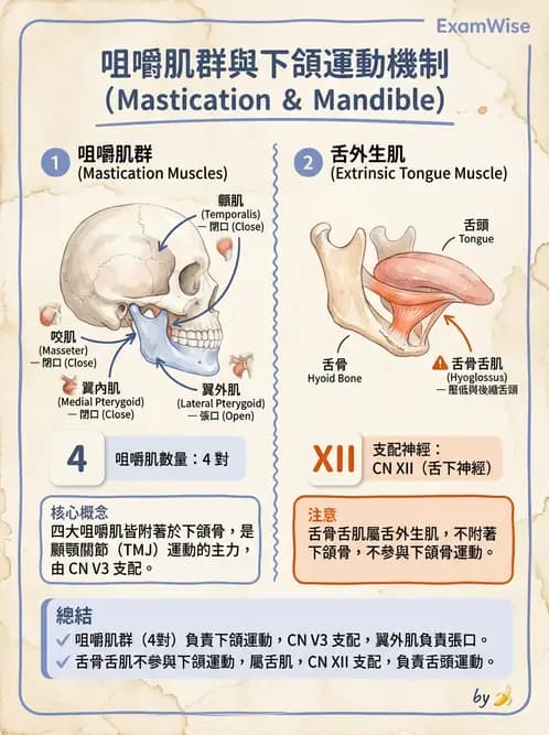 放射 - 軀幹、頸頭肌肉及肌肉組織學 - AI 圖文解析預覽