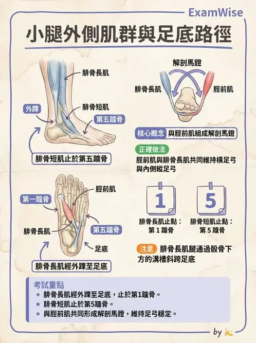 放射 - 下肢肌肉 - AI 圖文解析預覽