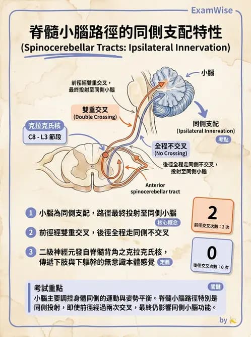 放射 - 腦幹、脊髓與腦室系統 - AI 圖文解析預覽
